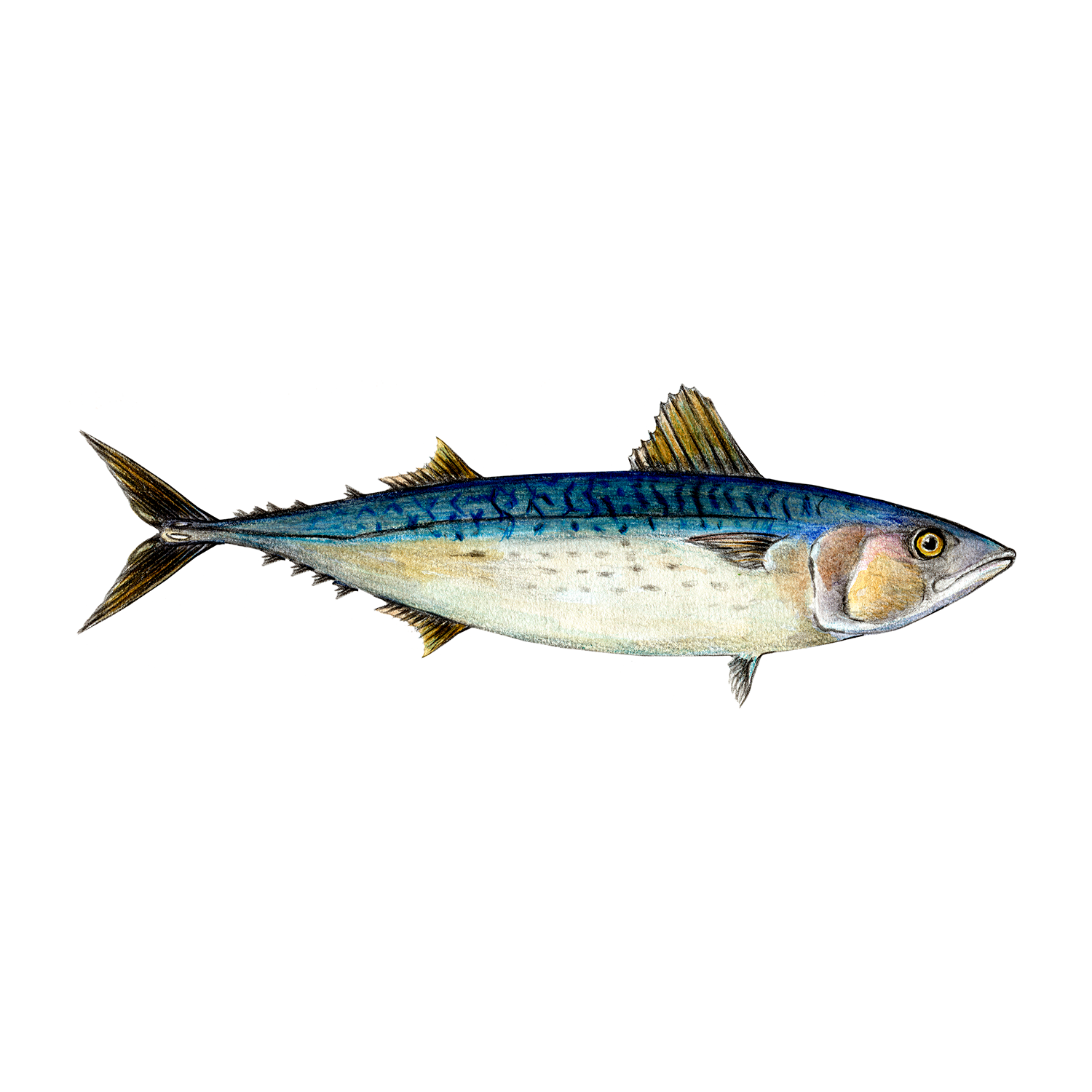 Mackerel