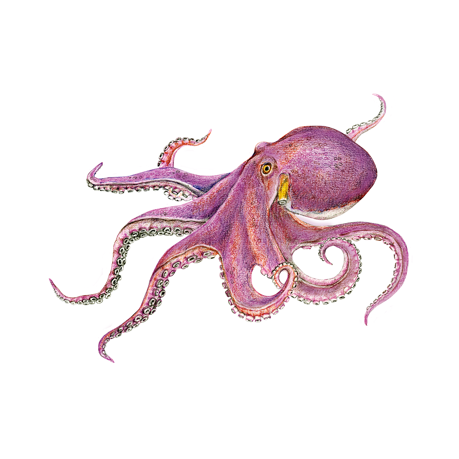 Octopus