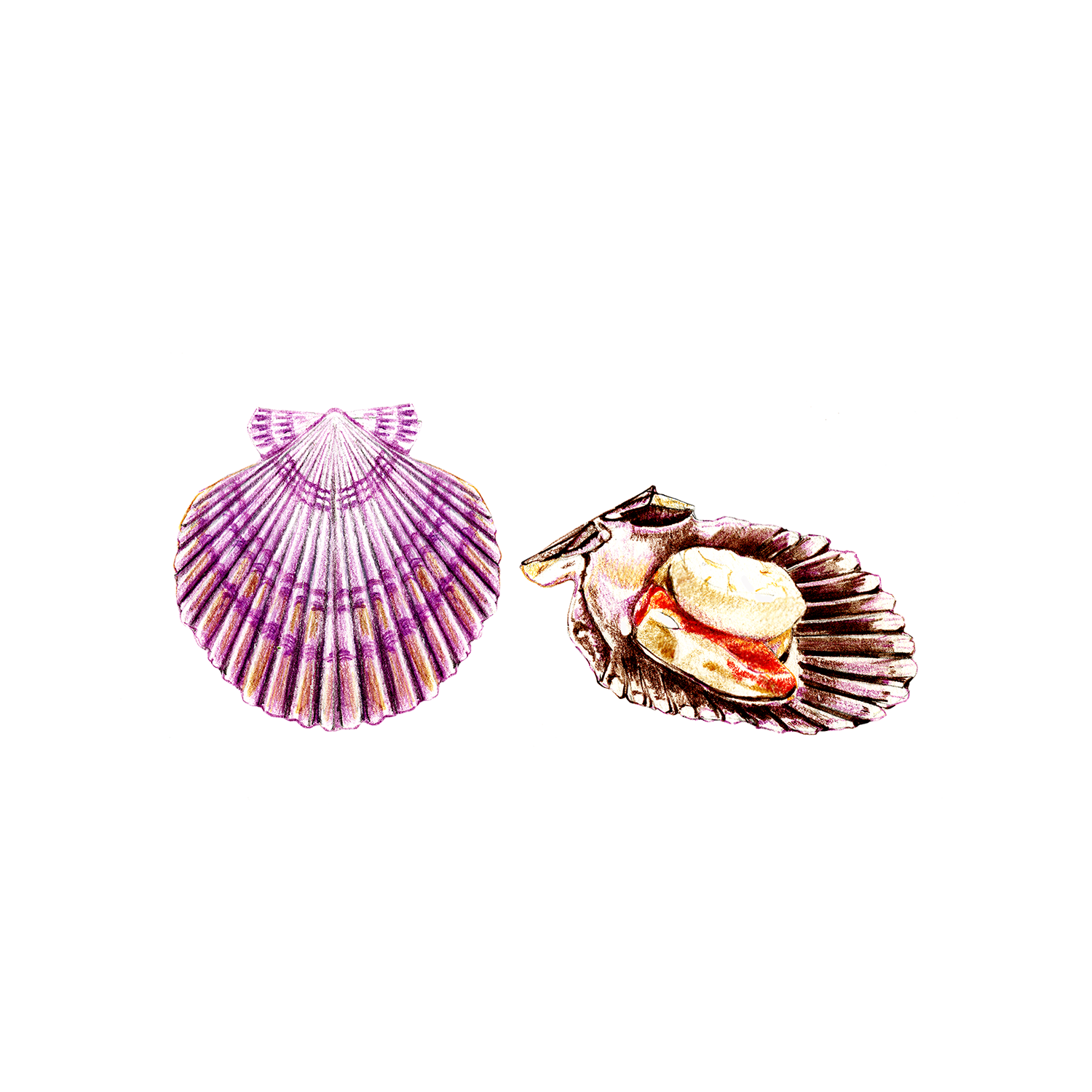 Scallops