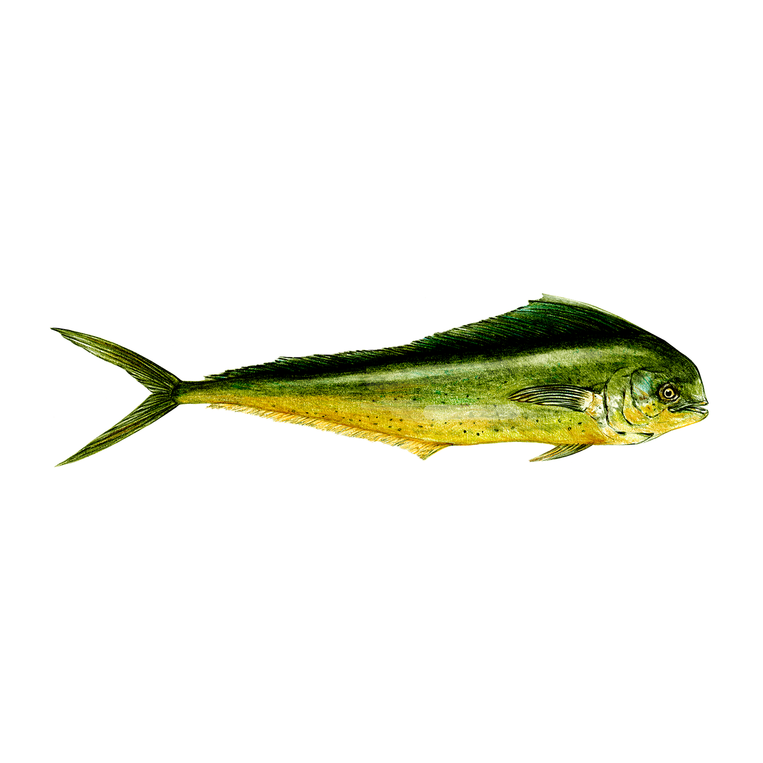Mahi