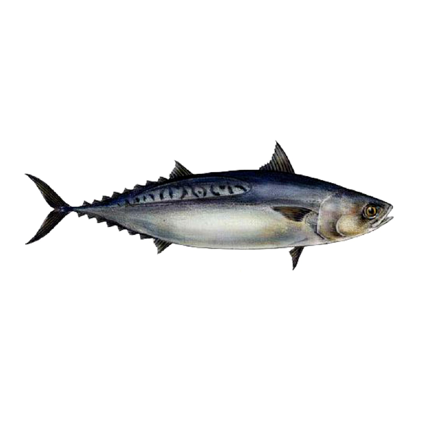 Bullet Tuna