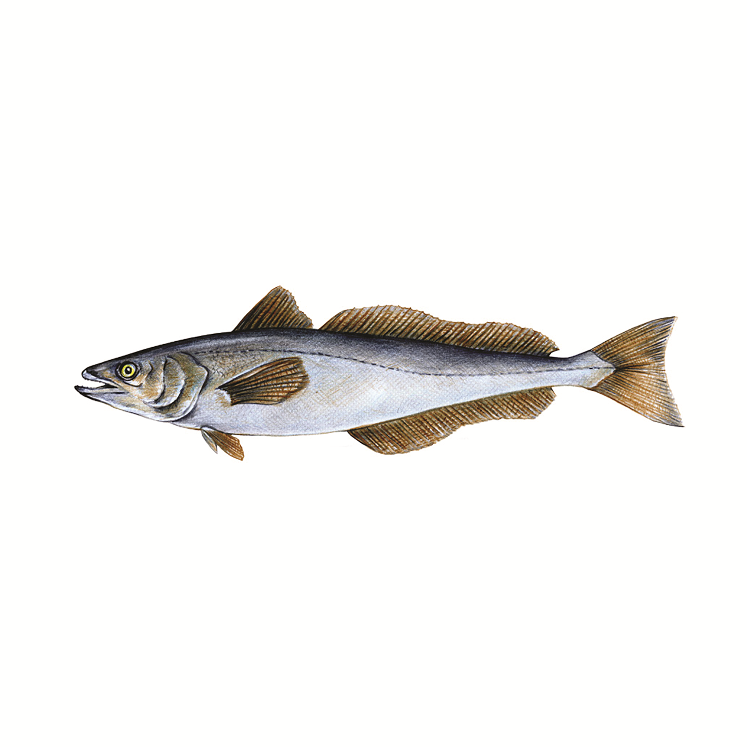 Hake