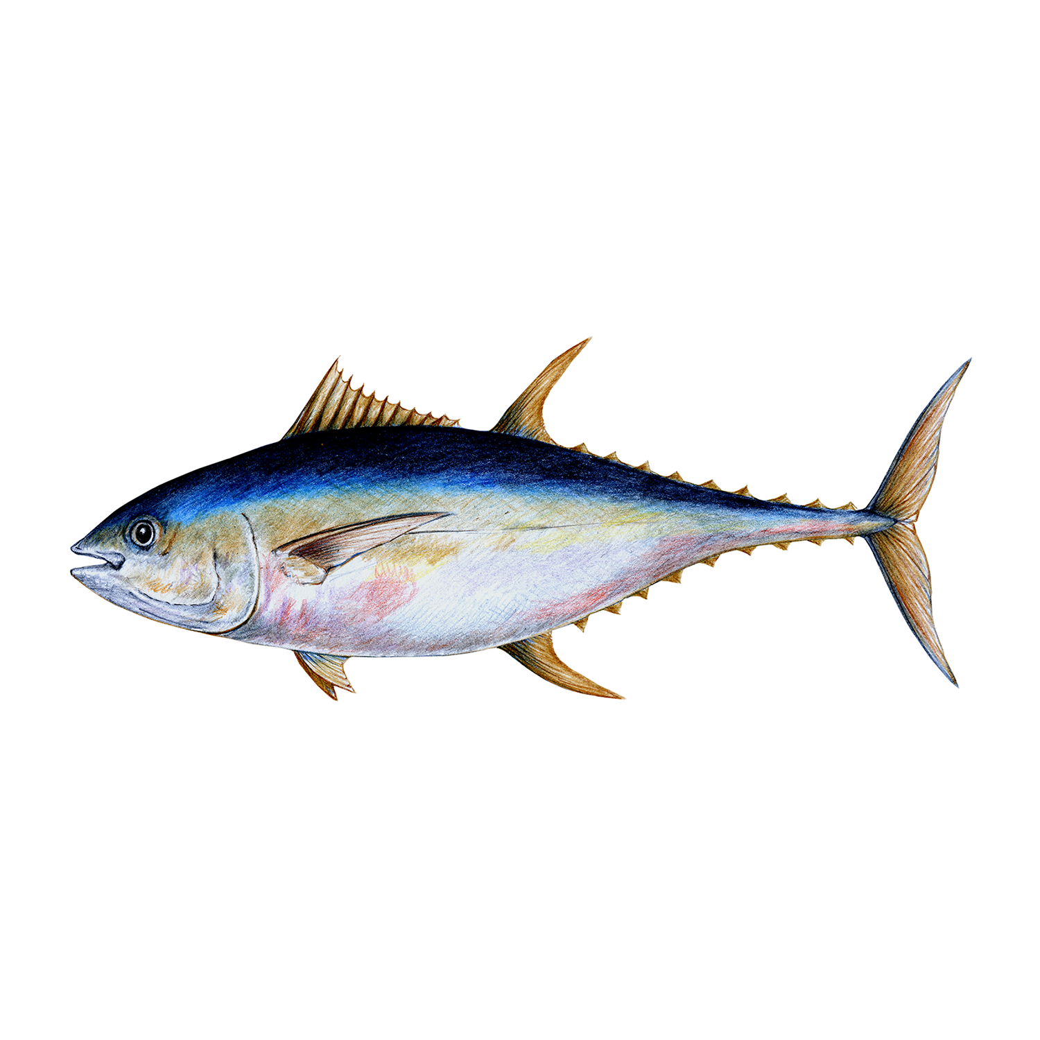 Tuna