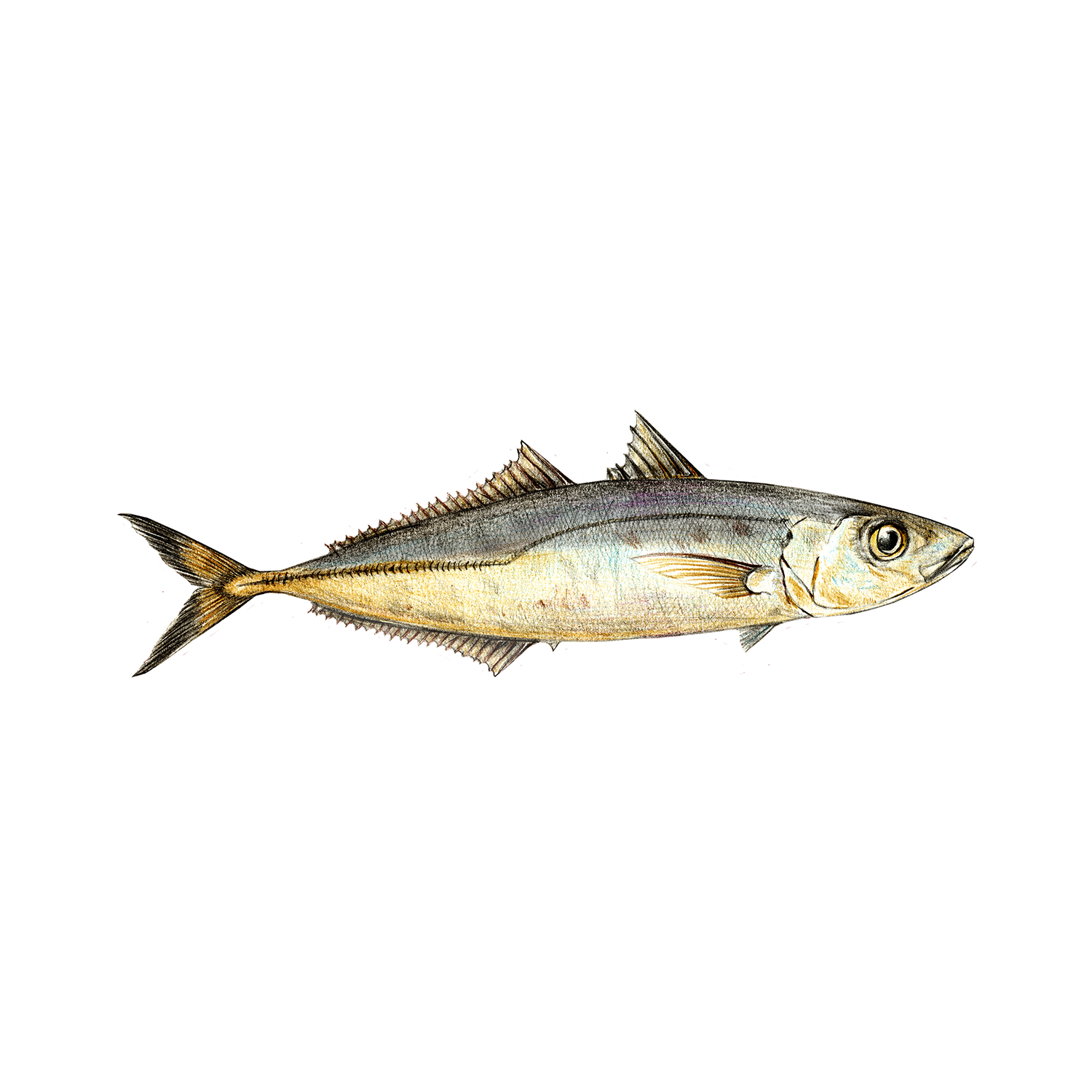 Horse Mackerel